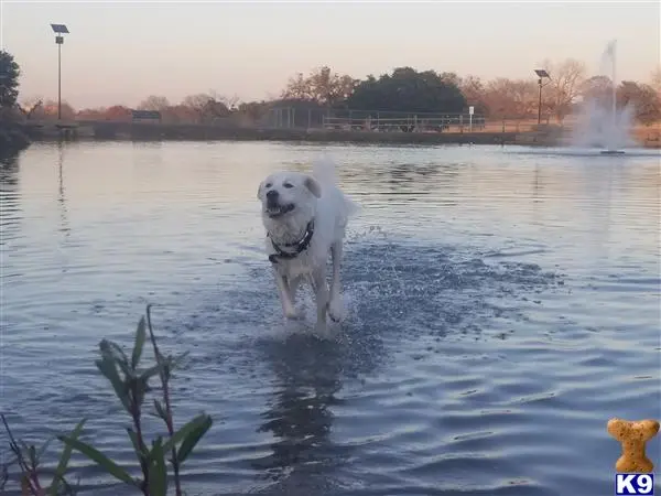 Great Pyrenees stud dog