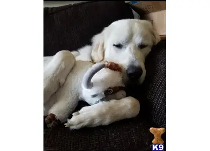 Great Pyrenees