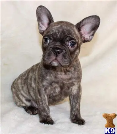 French Bulldog