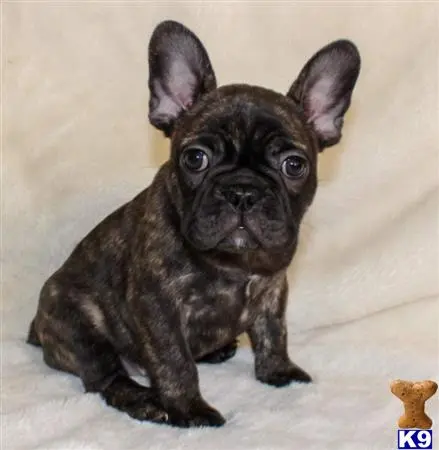 French Bulldog puppy for sale