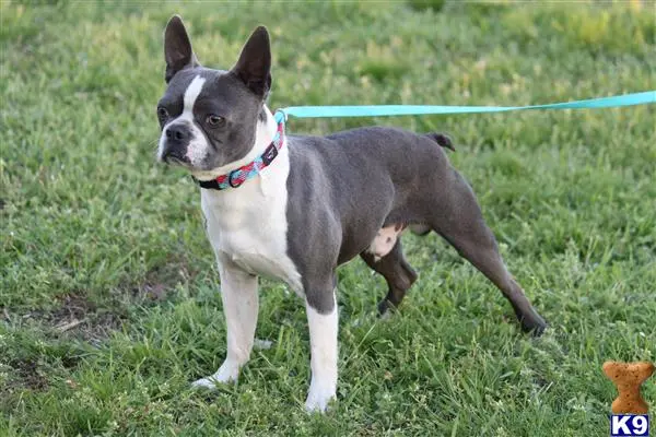 Boston Terrier stud dog