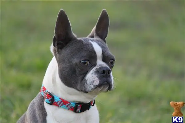 Boston Terrier stud dog