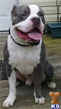 American Pit Bull