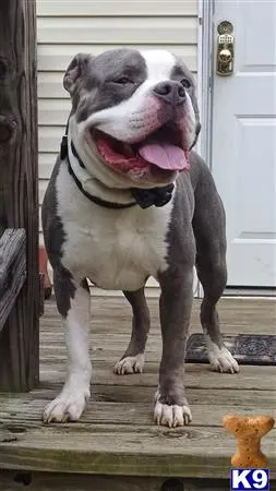 American Pit Bull stud dog