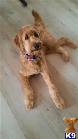 Goldendoodles stud dog