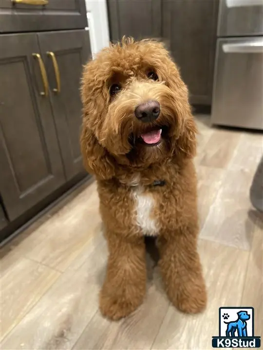 Goldendoodles