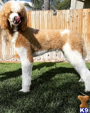 Poodle stud dog