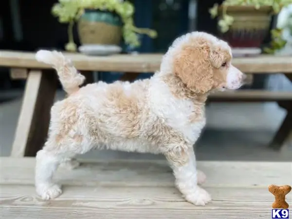 Poodle stud dog