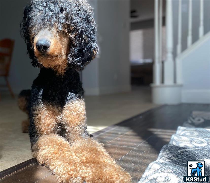 a poodle dog sitting on a tile floor