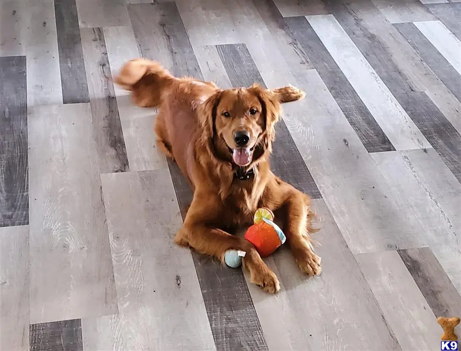 Golden Retriever stud dog: a golden retriever dog lying on a tile floor