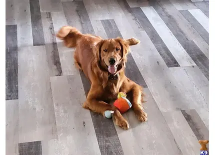 Golden Retriever stud dog: a golden retriever dog lying on a tile floor