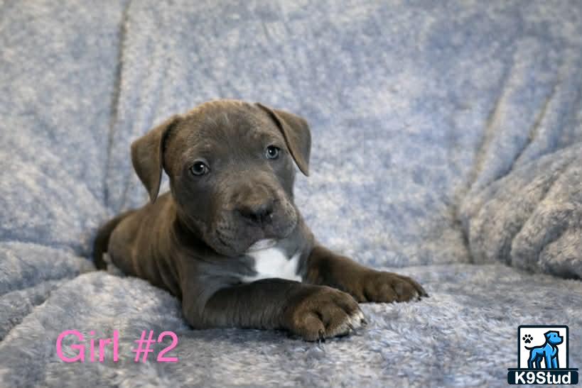 a american bully puppy lying on a rock