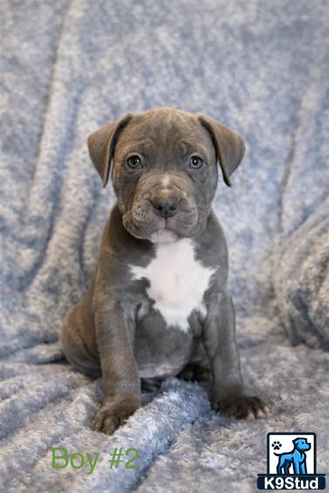 a american bully dog sitting on a rock
