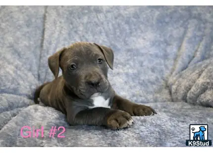 a american bully puppy lying on a rock