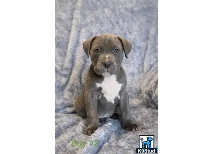 a american bully dog sitting on a rock