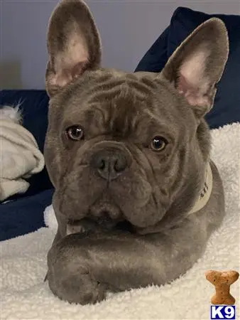 French Bulldog stud dog