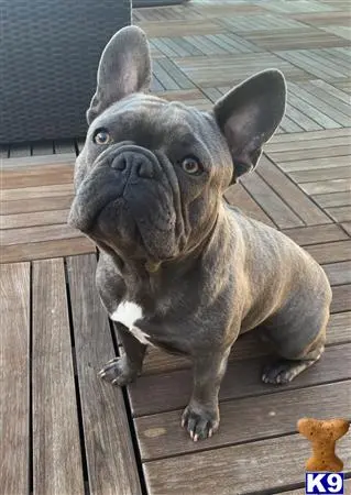 French Bulldog stud dog