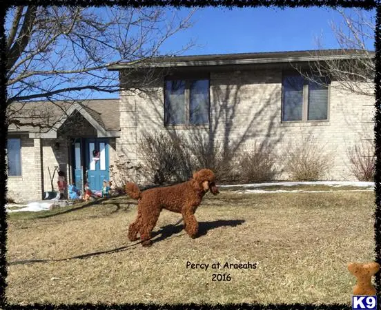 Poodle stud dog