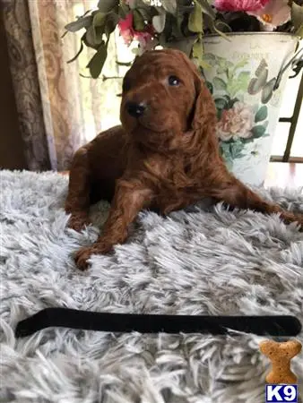 Poodle puppy for sale