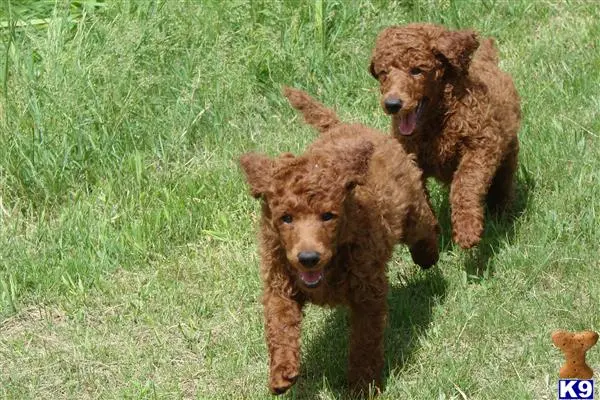 Poodle stud dog