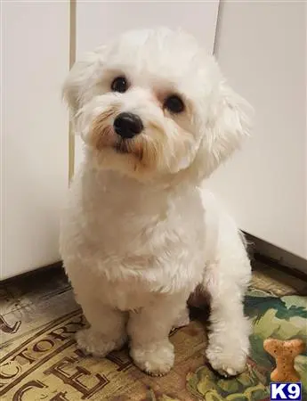 Maltese stud dog