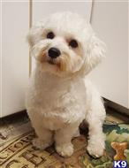 Kai available Maltese puppy located in WESTON