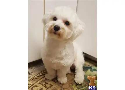 Maltese