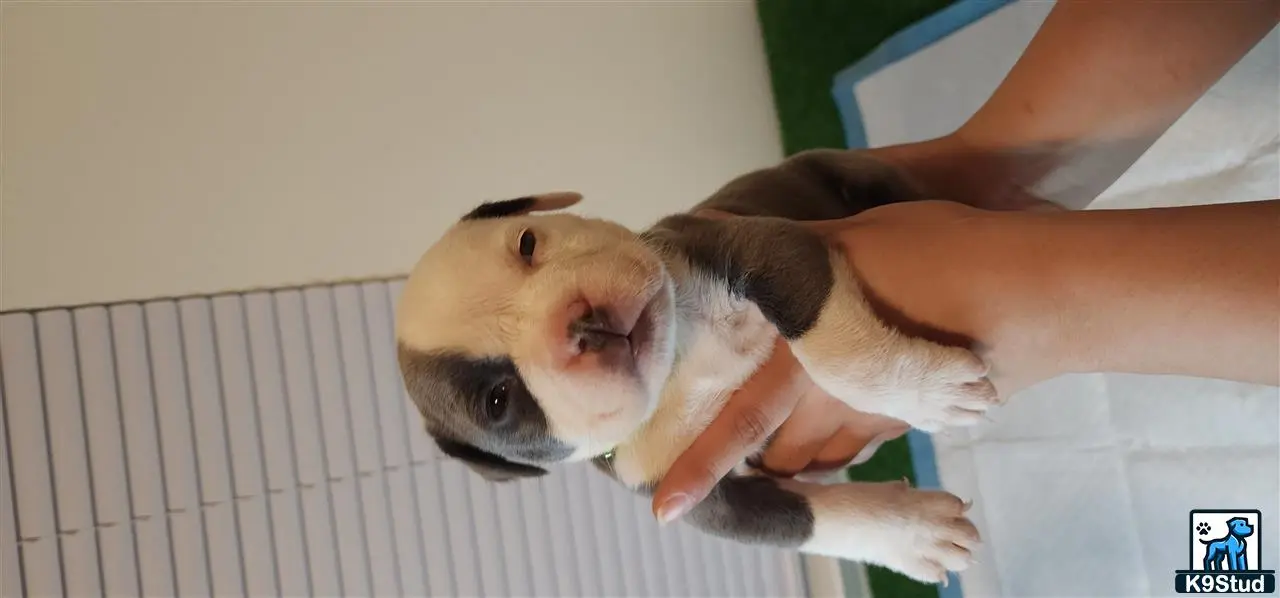 American Bully puppy for sale