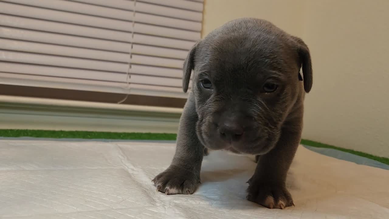 American Bully puppy video