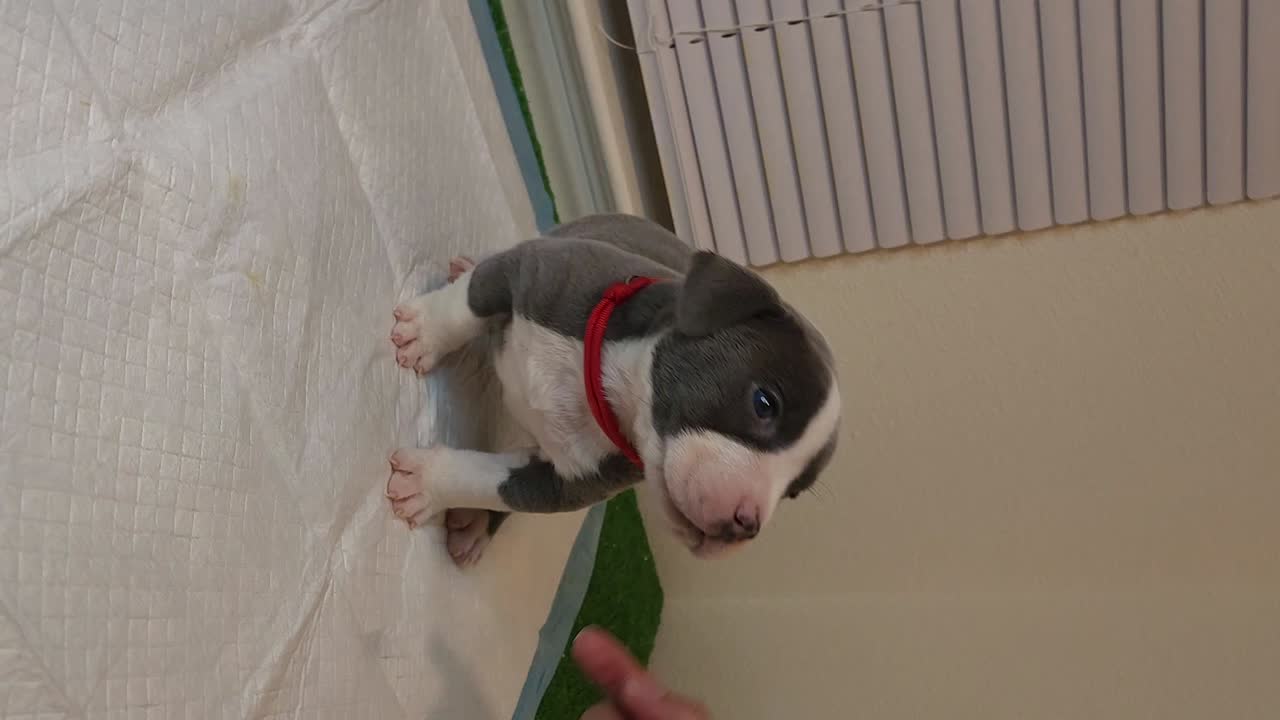 American Bully puppy video