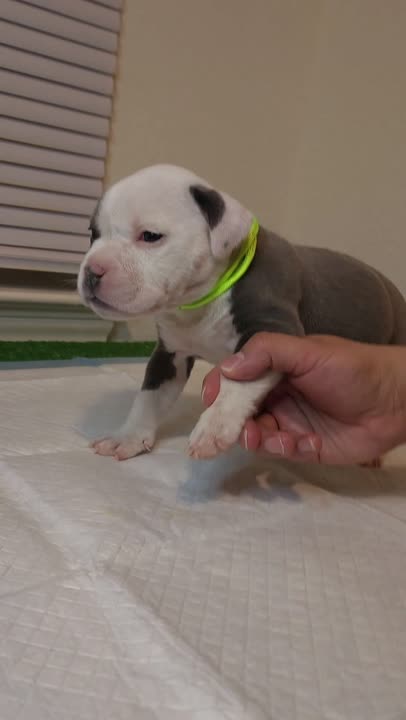 American Bully puppy video