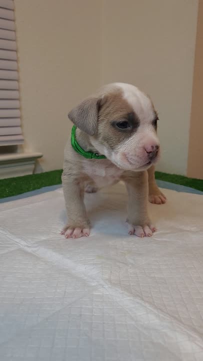 American Bully puppy for sale: Error: Operation returned an invalid status code BadRequest<br/>Stack Trace:    at Microsoft.Azure.CognitiveServices.Vision.ComputerVision.ComputerVisionClient.<DescribeImageInStreamWithHttpMessagesAsync>d__41.MoveNext()
--- End of stack trace from previous location where exception was thrown ---
   at System.Runtime.ExceptionServices.ExceptionDispatchInfo.Throw()
   at System.Runtime.CompilerServices.TaskAwaiter.HandleNonSuccessAndD