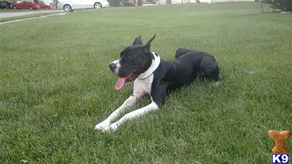 Great Dane stud dog