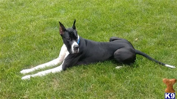 Great Dane stud dog