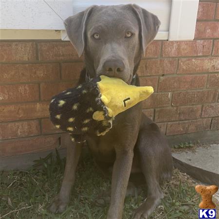 a labrador retriever dog wearing a garment