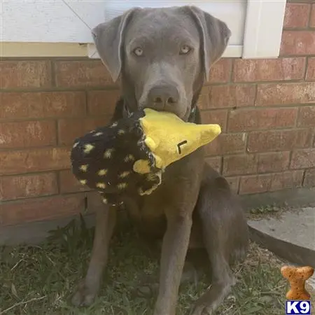 Labrador Retriever stud dog: a labrador retriever dog wearing a garment