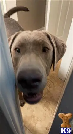 Labrador Retriever stud dog: a labrador retriever dog looking at the camera