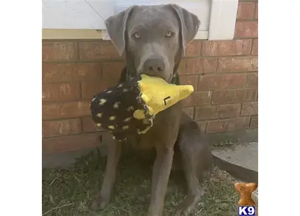 Labrador Retriever stud dog: a labrador retriever dog wearing a garment