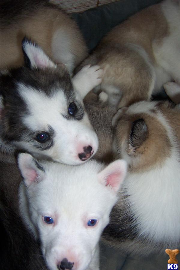 Siberian Husky Puppy for Sale Purebred AKC registered Siberian Husky