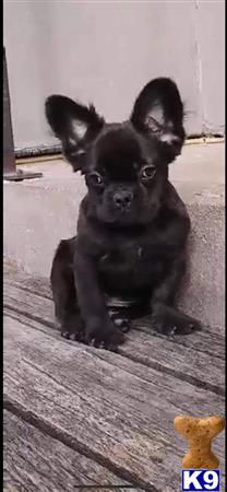 a french bulldog dog standing on a wood floor