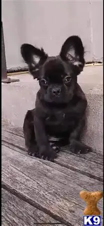 French Bulldog stud dog