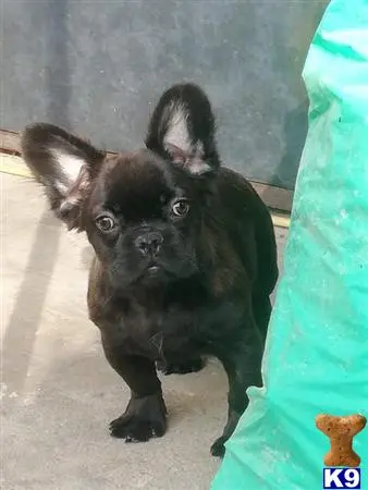 French Bulldog stud dog