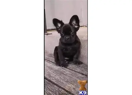 French Bulldog