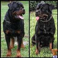 Rottweiler