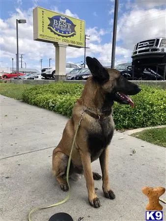 Belgian Malinois stud dog