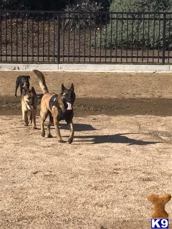 Belgian Malinois stud dog