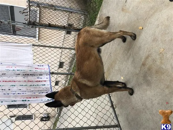 Belgian Malinois stud dog