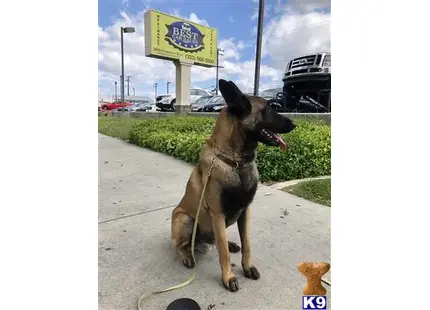 Belgian Malinois