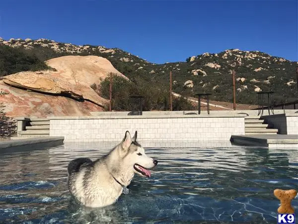 Siberian Husky stud dog