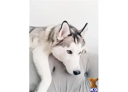 Siberian Husky